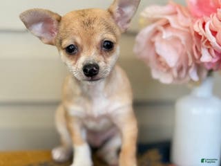 Chihuahua dogs Quincy - Ad 28