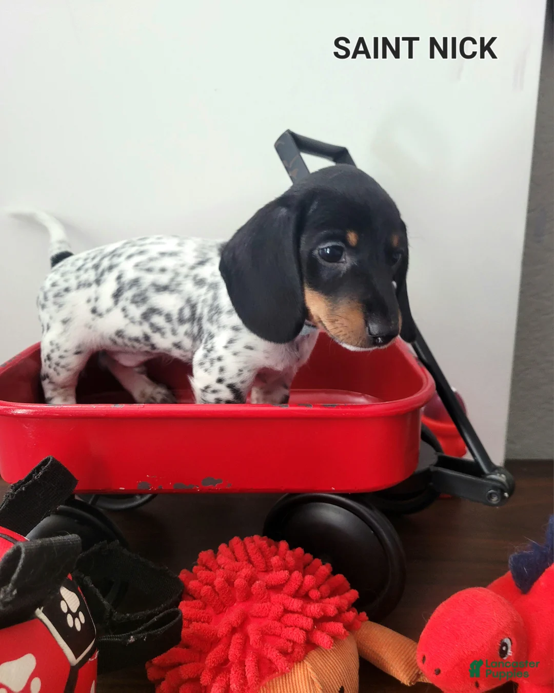 Miniature Dachshund dogs for sale: Saint Nick Miniature Dachshund Puppy 4 - Ad 2