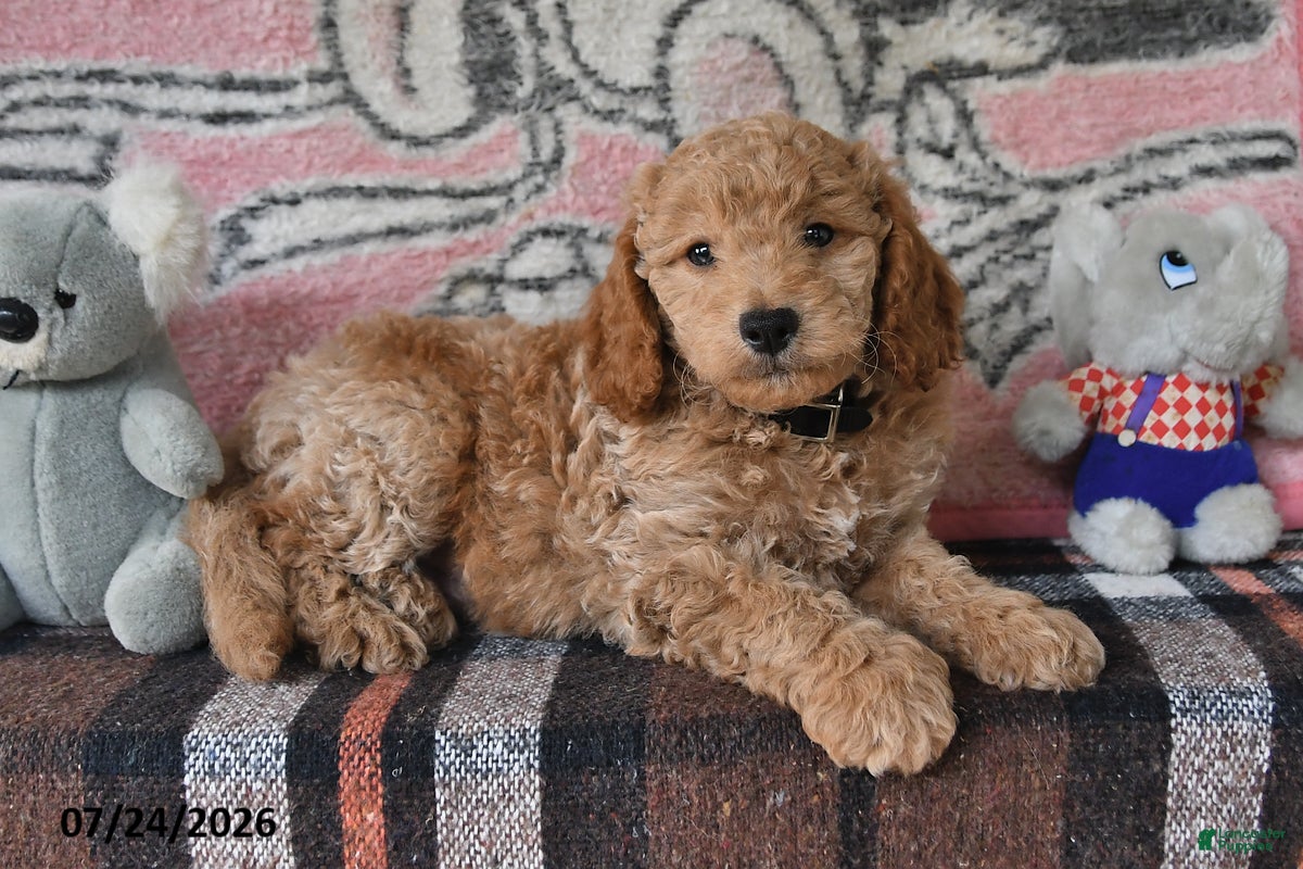 Mini Goldendoodle dogs Cody - Ad 2