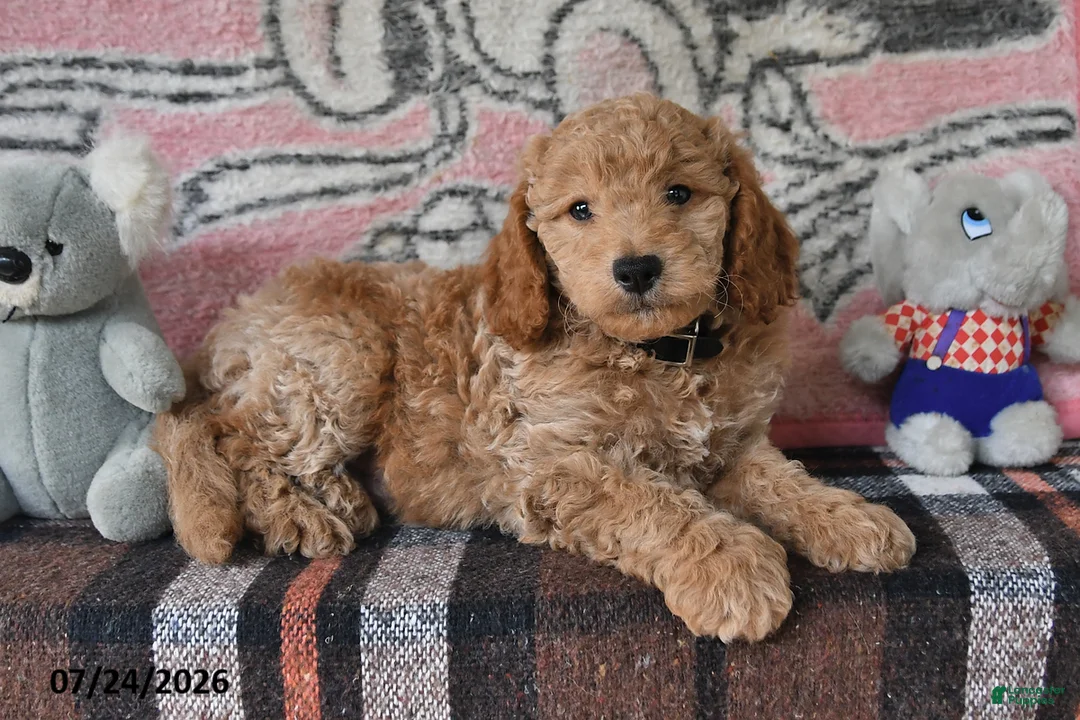 Mini Goldendoodle dogs for sale: Cody - Ad 2