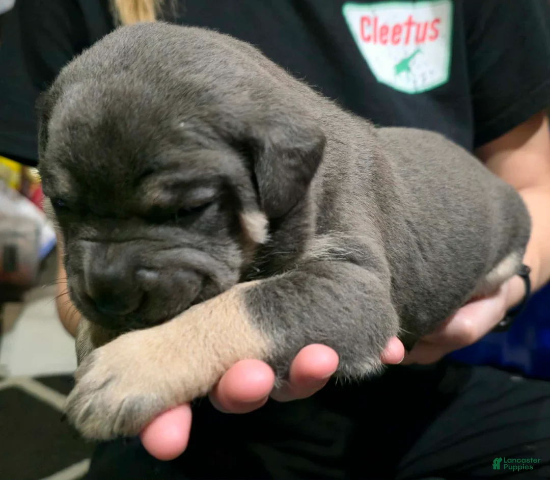 Cane Corso dogs for sale: Minnie - Ad 2