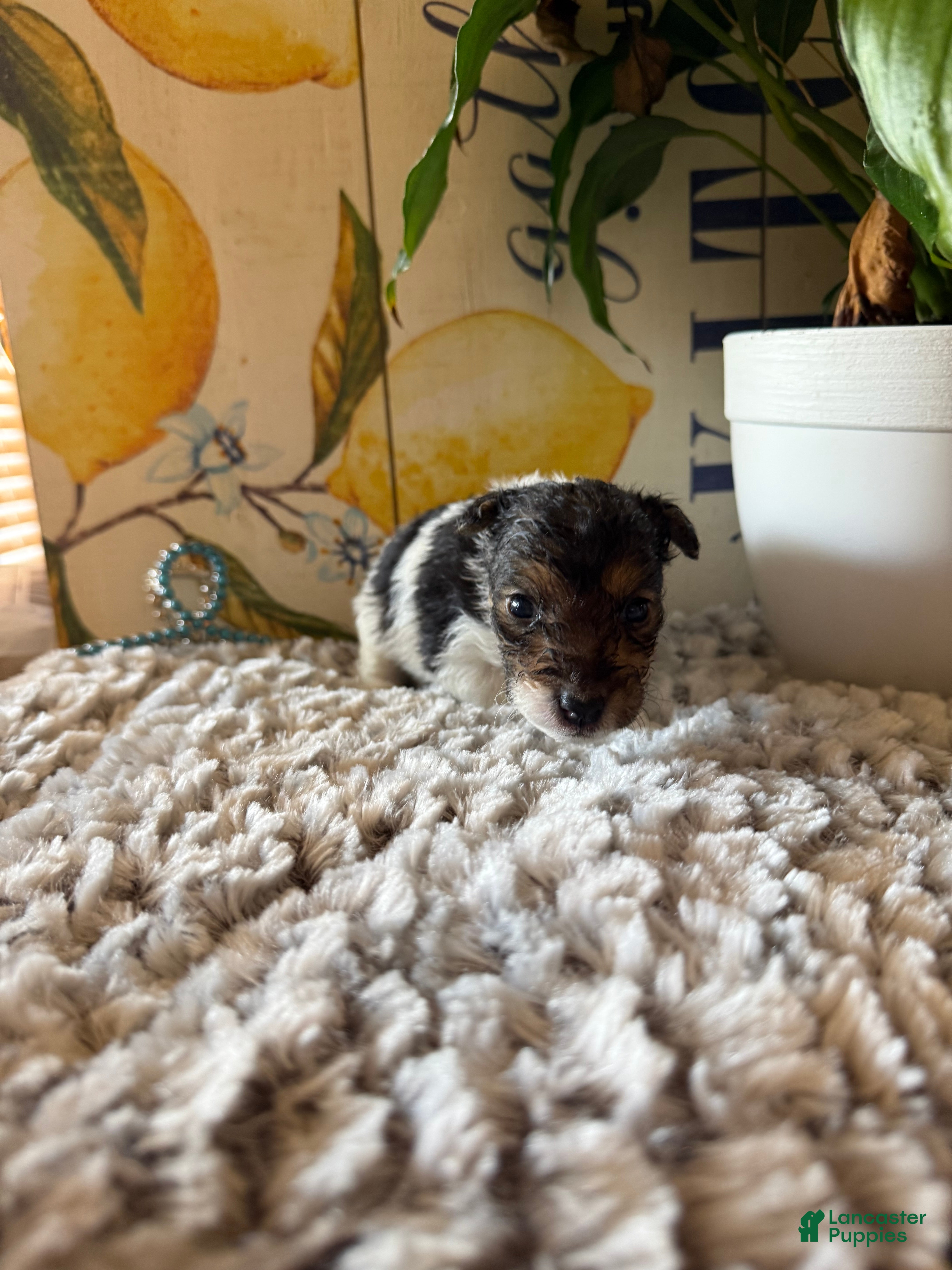 Wire Fox Terrier dogs Chief Bogo - Ad 2