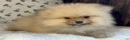Pomeranian dogs for sale: Pomeranian Puppy Teddy - Ad 9