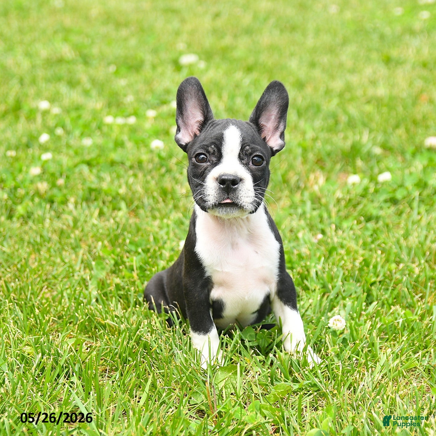 Boston Terrier dogs Eldon - Ad 2