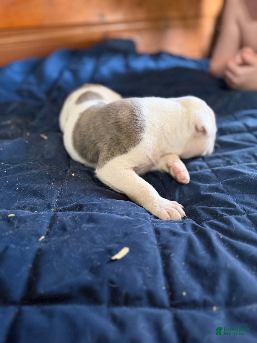 American Bulldog dogs for sale: Tank - Ad 5