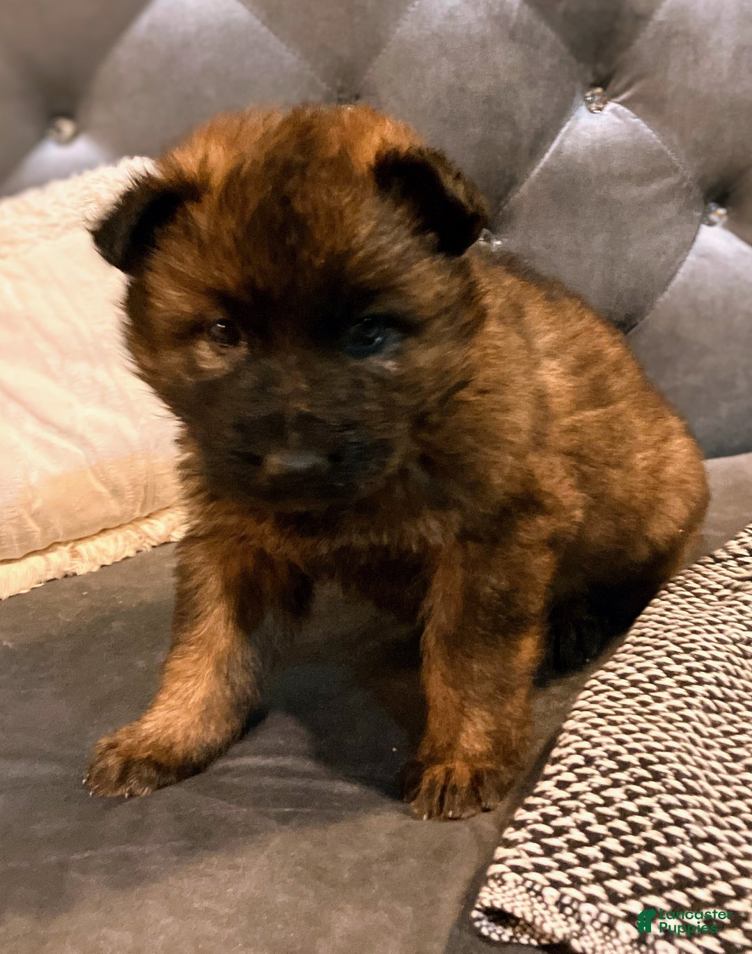 German Shepherd dogs for sale: ♥️SWEET SABLE ♥️ - Ad 36