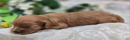 Cavapoo dogs for sale: Indigo - Ad 2