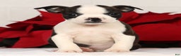 Boston Terrier dogs for sale: Susie - Ad 2