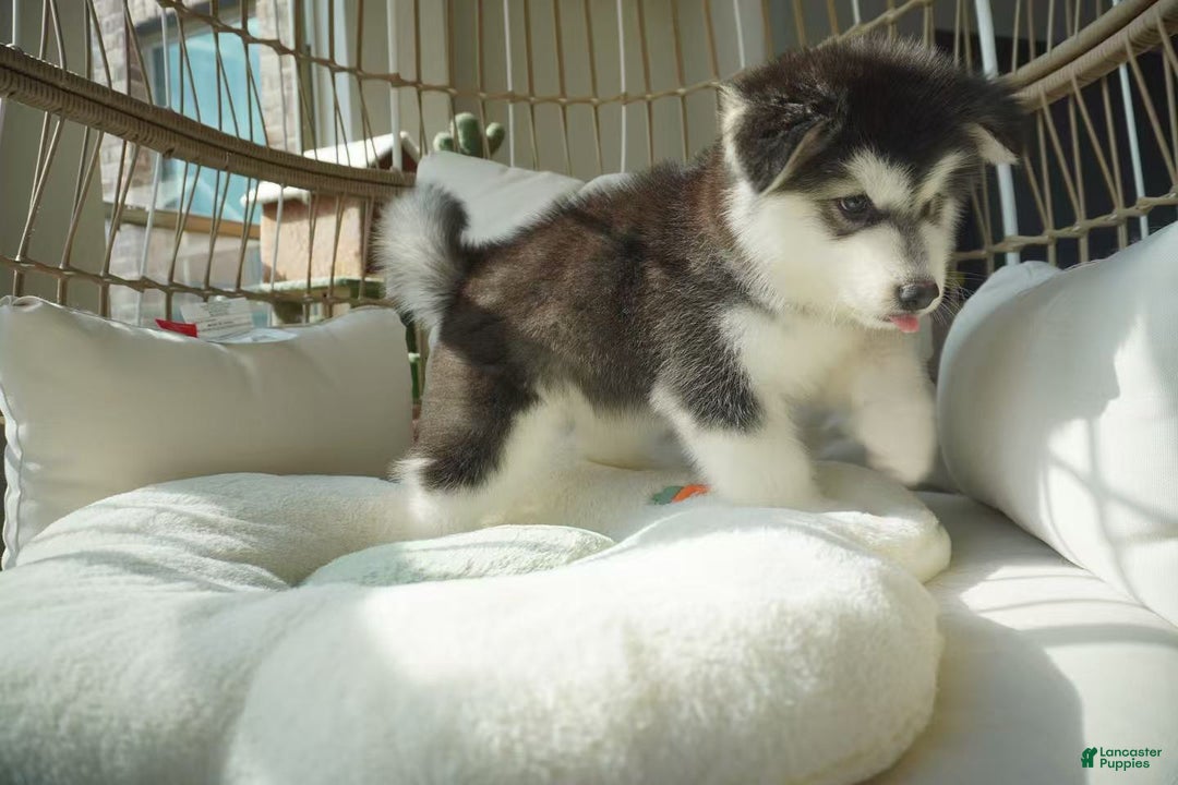 Alaskan Malamute dogs for sale: Xiao Hong - Ad 5