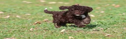 Mini Bernedoodle dogs for sale: Dark Chocolate - Ad 4