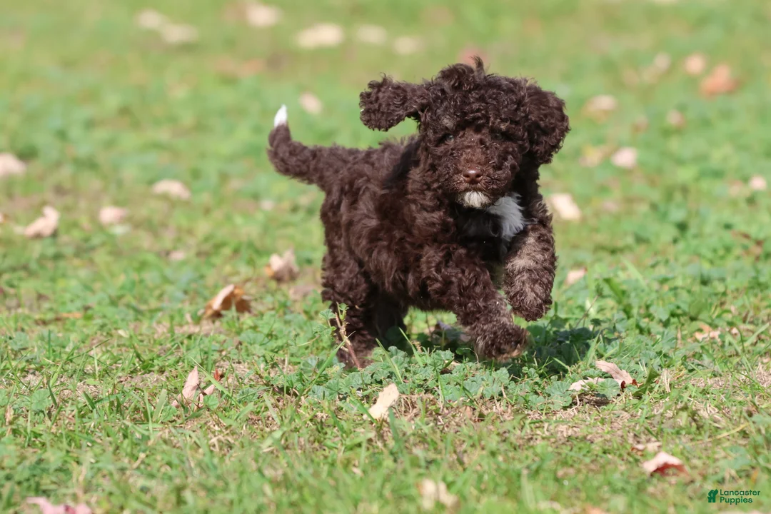 Mini Bernedoodle dogs for sale: Dark Chocolate - Ad 4