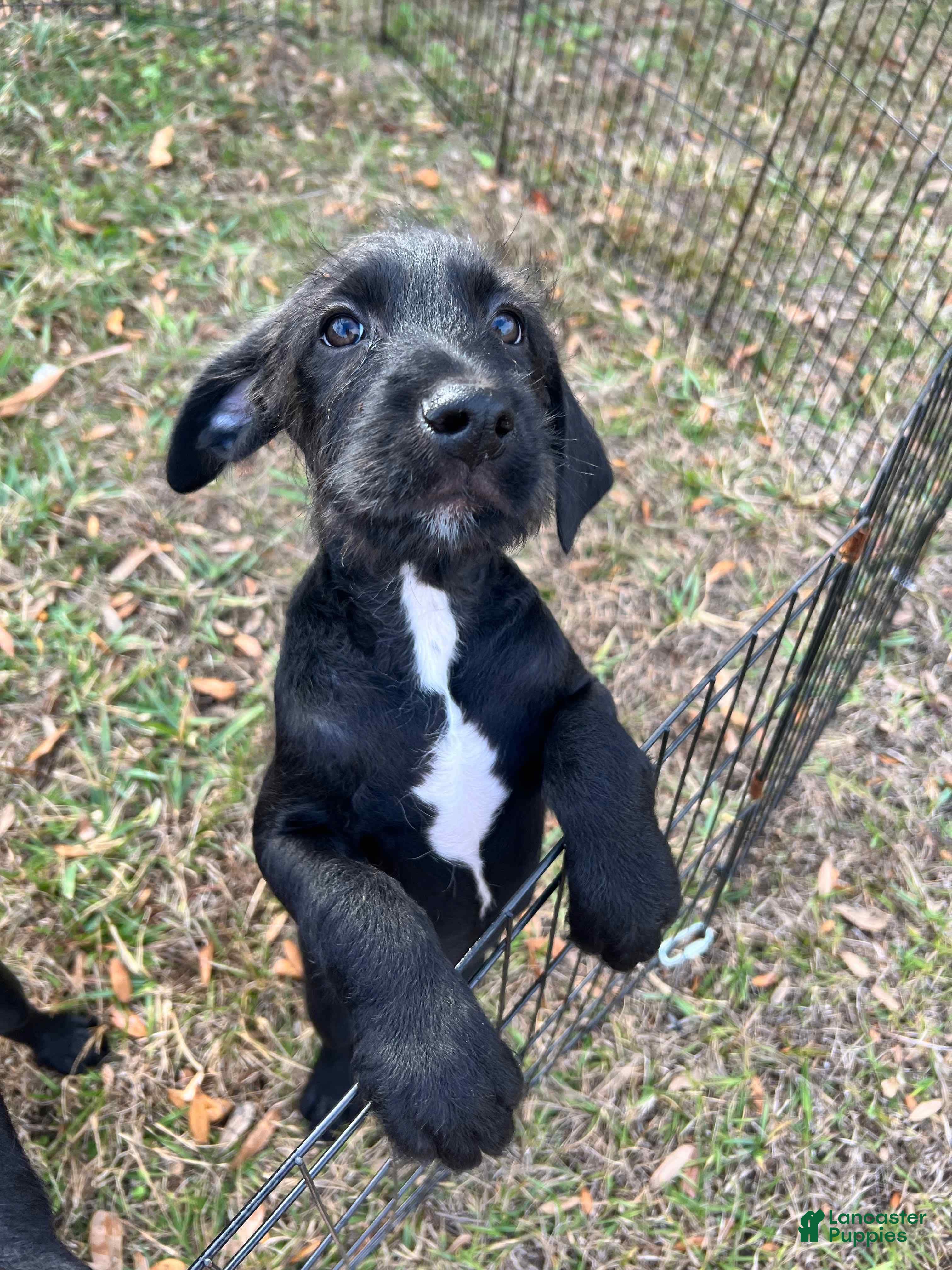 Mixed Breed dogs Bobby - Ad 1