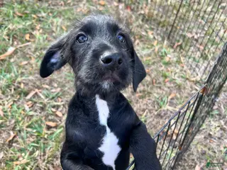 Mixed Breed dogs for sale: Bobby - Ad 3