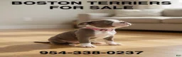 Boston Terrier dogs for sale: Missy  - Ad 1