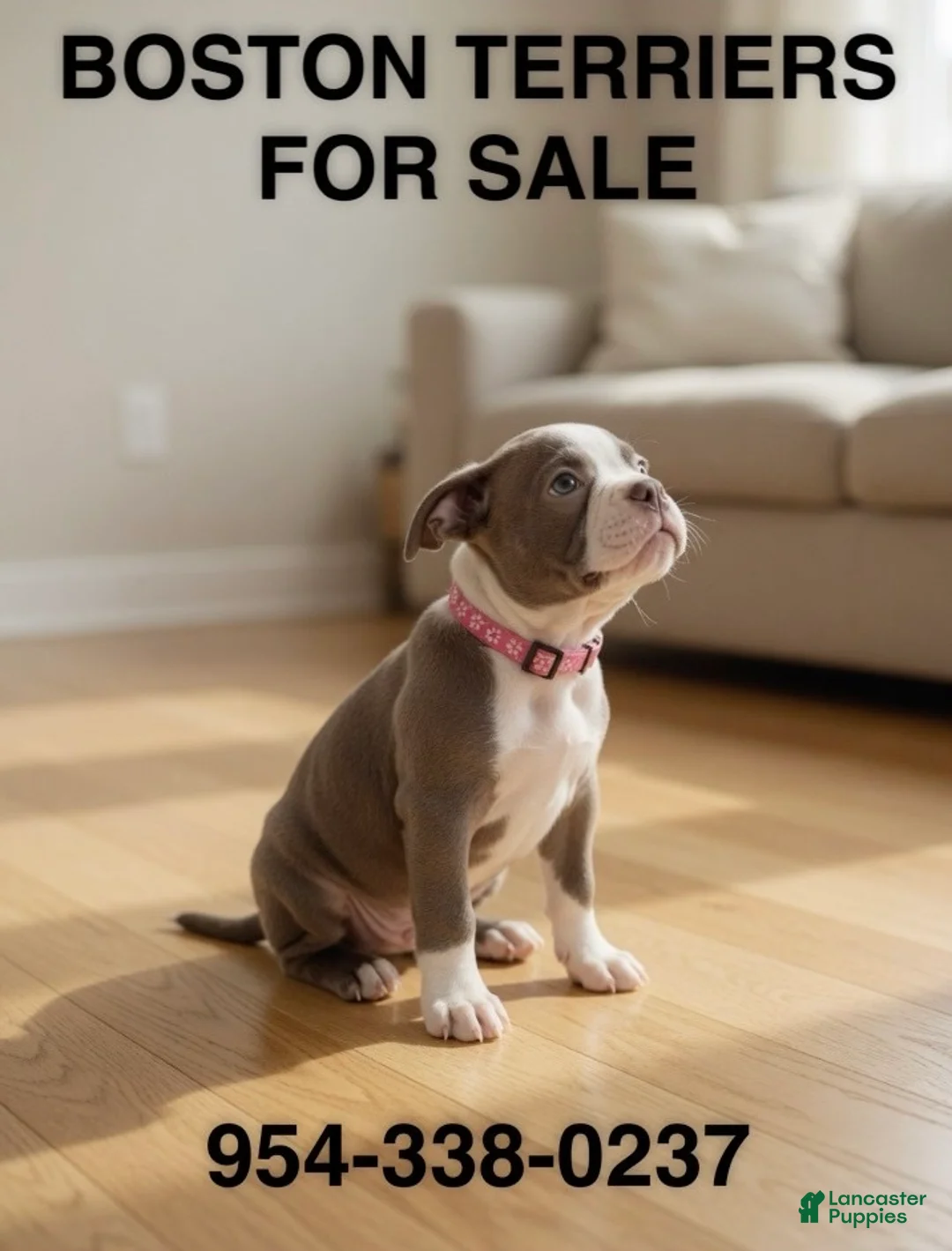 Boston Terrier dogs for sale: Missy  - Ad 1