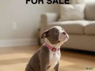 Boston Terrier dogs Missy - Ad 36