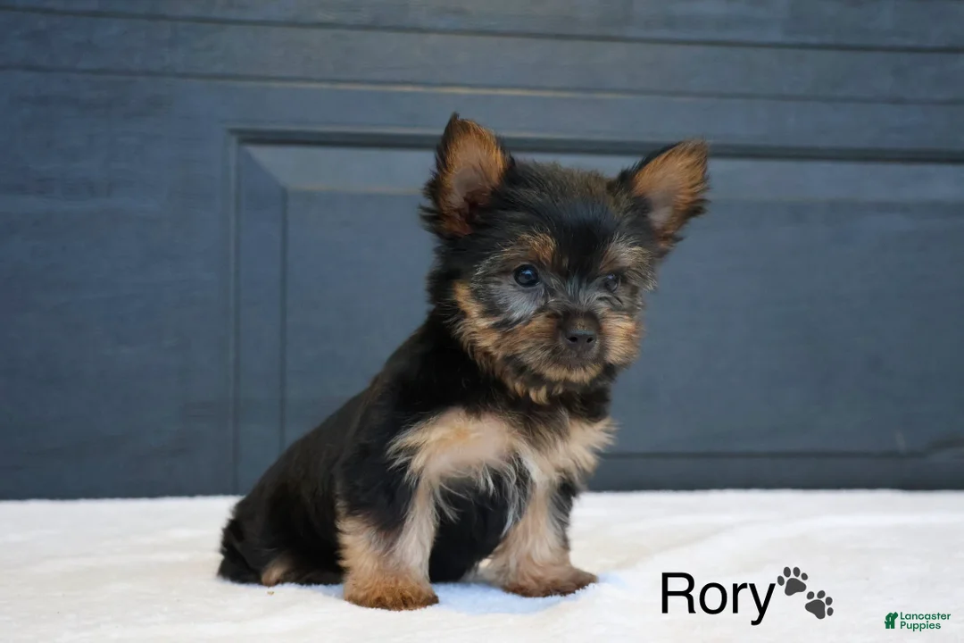 Yorkshire Terrier dogs for sale: Rory - Ad 3