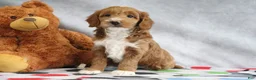 Mini Goldendoodle dogs for sale: Angel - Ad 1