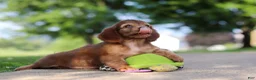 Miniature Dachshund dogs for sale: Sacajawea - Ad 8