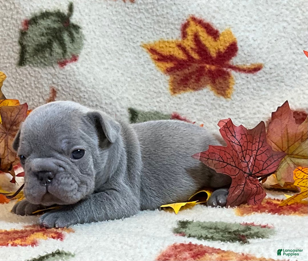 French Bulldog dogs for sale: River  - Ad 22