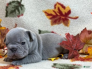 French Bulldog dogs - Ad 32