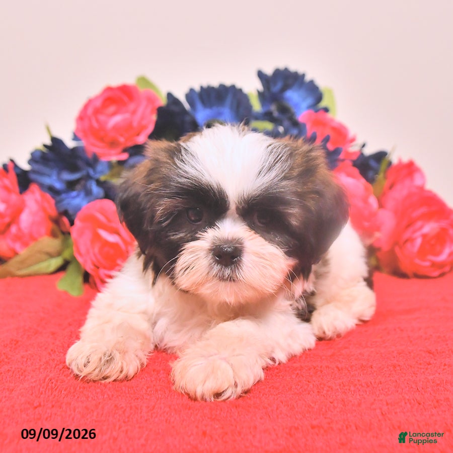 Shih Tzu dogs Noriah - Ad 1