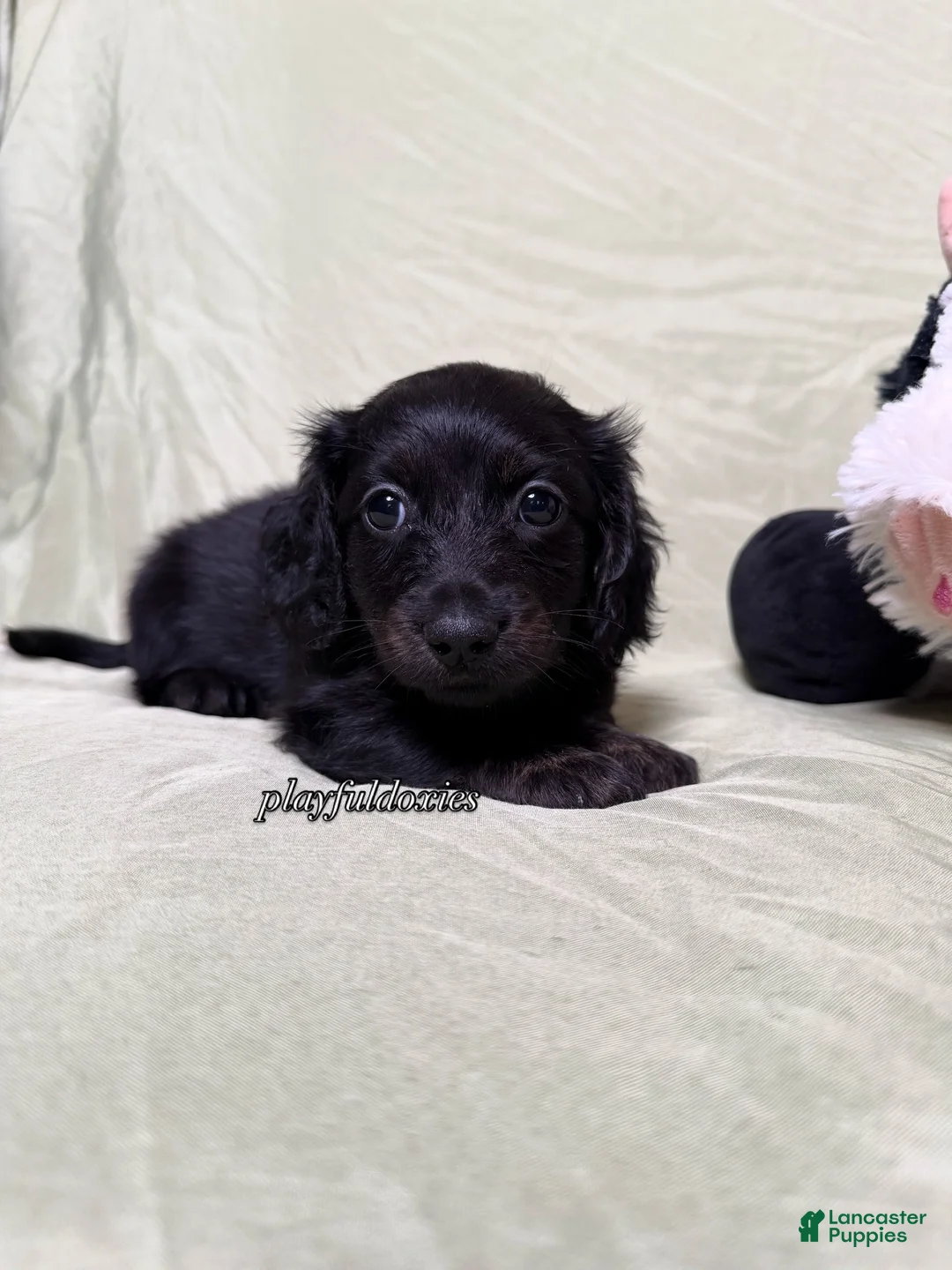 Miniature Dachshund dogs for sale: Long Haired Black & Brindle Male AKC 70 - Ad 2