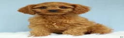 Cavapoo dogs for sale: Waffles 🧇 - Ad 12