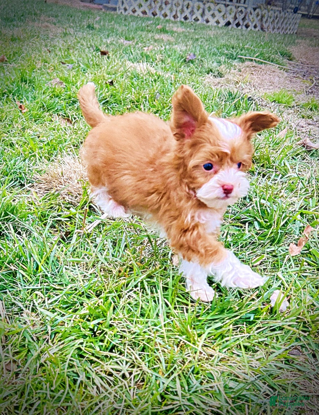 Havapoo dogs for sale: Trinket - Ad 5