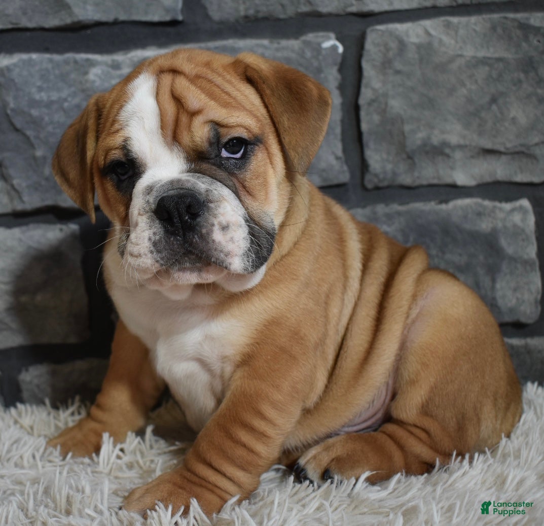 Beabull dogs Tank  - Ad 1