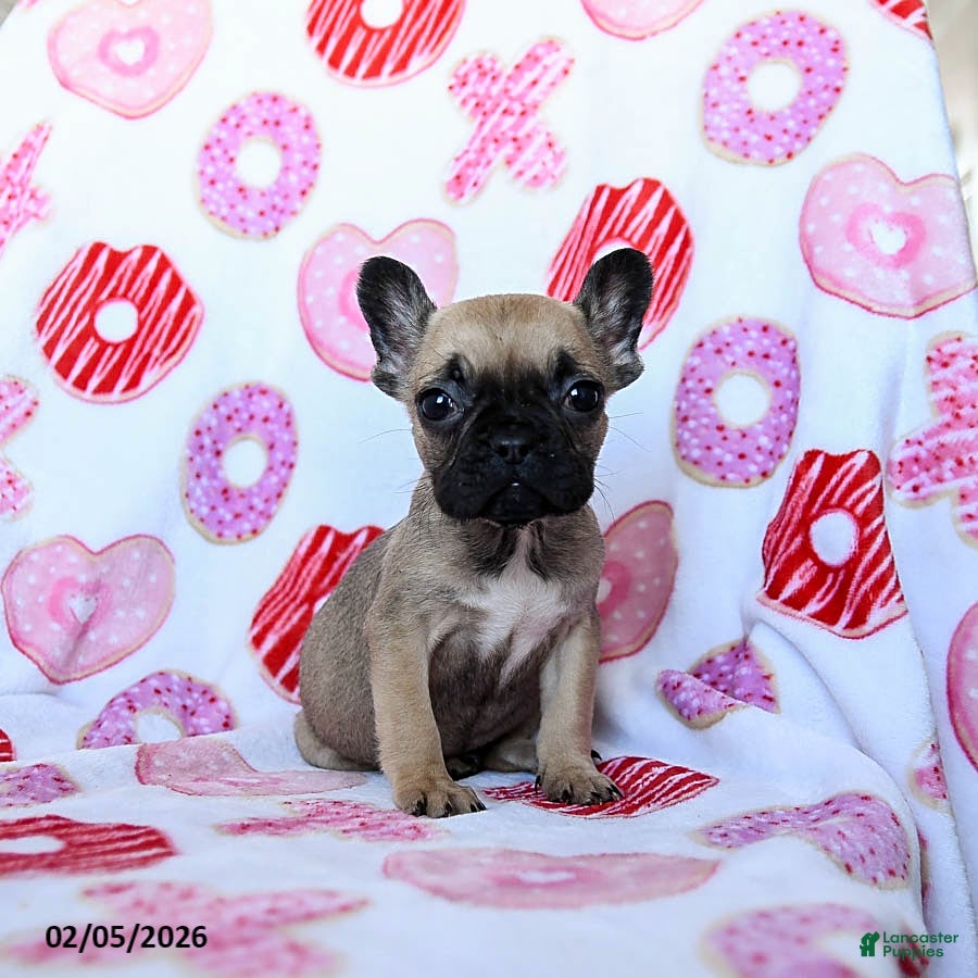 French Bulldog dogs Betty   - Ad 19