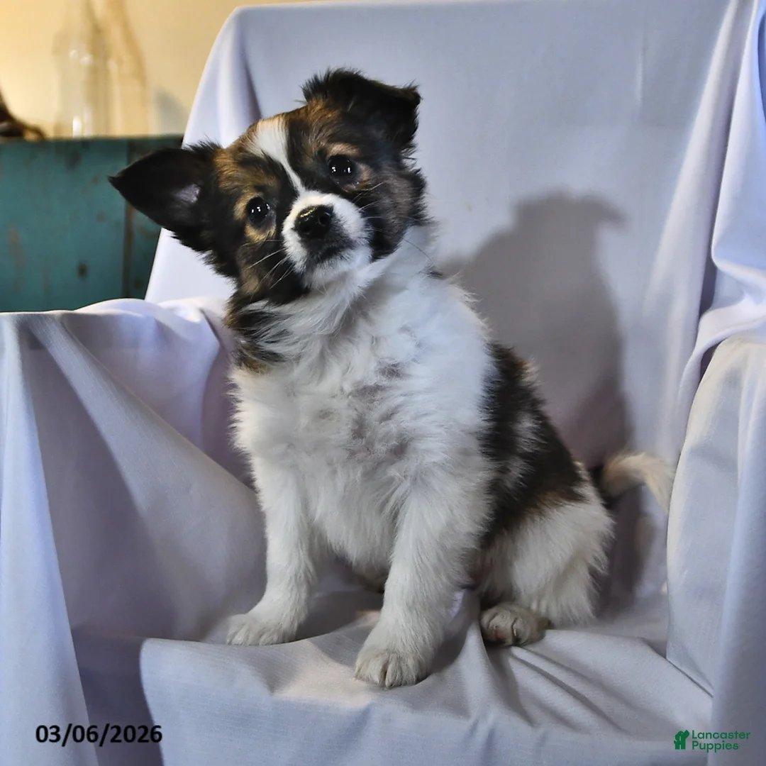 Papillon dogs for sale: Monarch - Ad 1