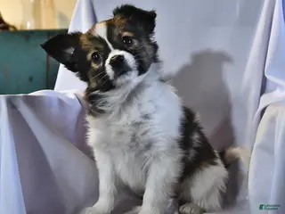 Papillon dogs for sale: Monarch - Ad 3