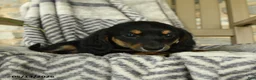 Miniature Dachshund dogs for sale: Fern - Ad 2