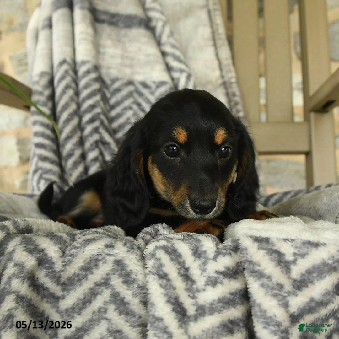 Miniature Dachshund dogs for sale: Fern - Ad 2