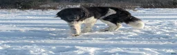 Newfoundland dogs for sale: Klondike - Ad 5