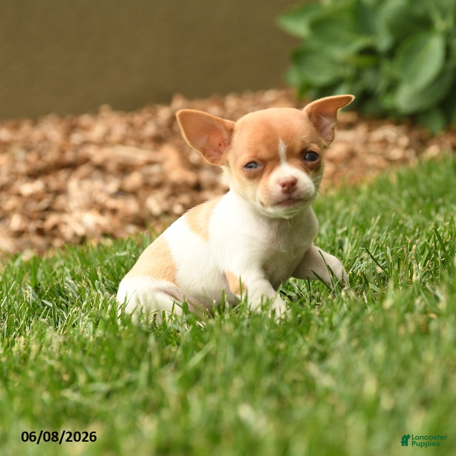 Chihuahua dogs Judy - Ad 2