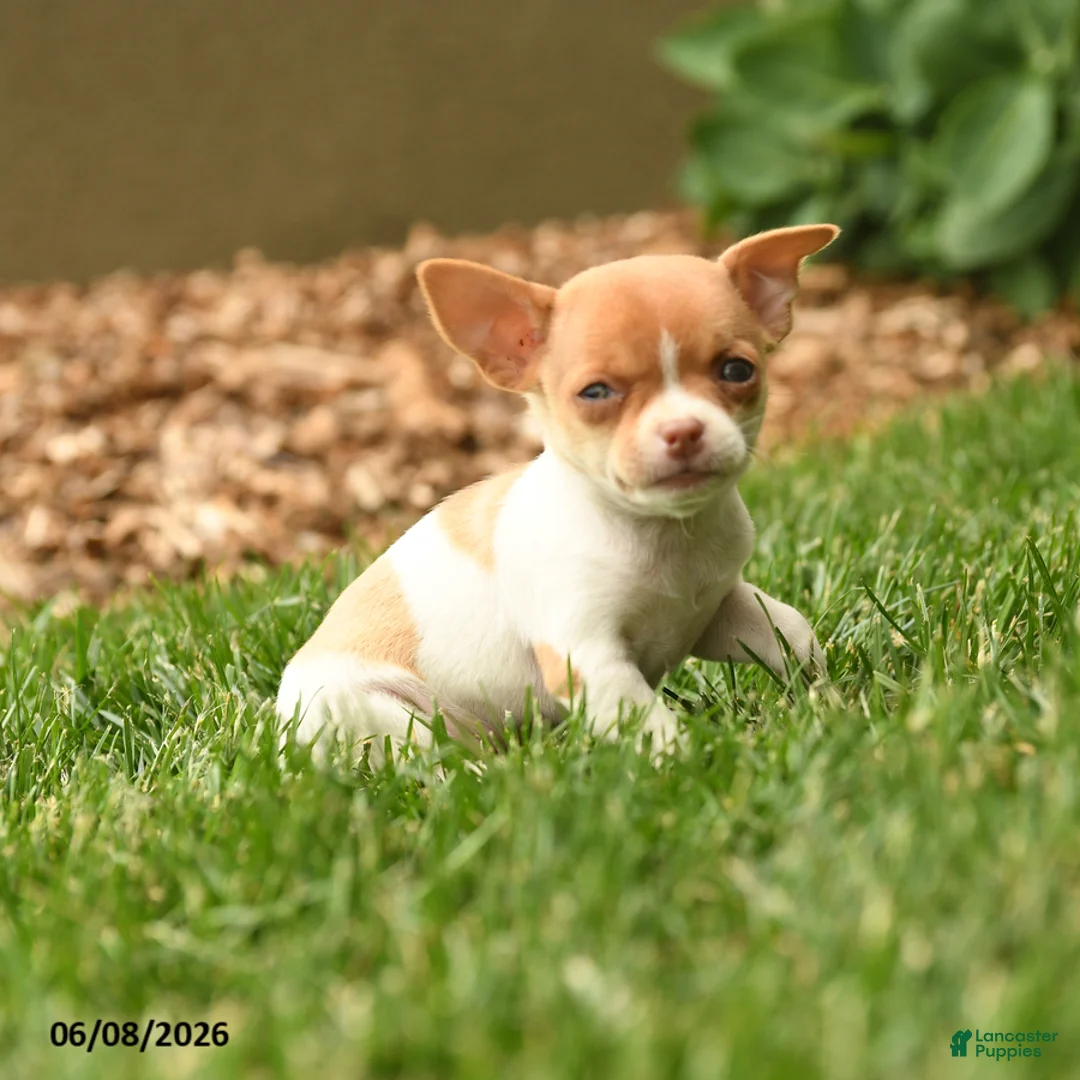 Chihuahua dogs for sale: Judy - Ad 2
