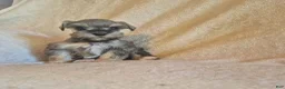 Miniature Schnauzer dogs for sale: Charlie - Ad 5