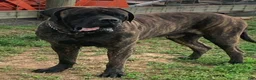 English Mastiff dogs for sale: Faith - Ad 3