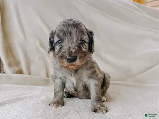 Goldendoodle dogs Roman - Ad 41