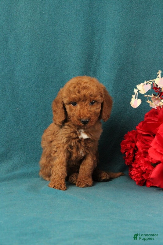 Mini Goldendoodle dogs Orpha - Ad 2