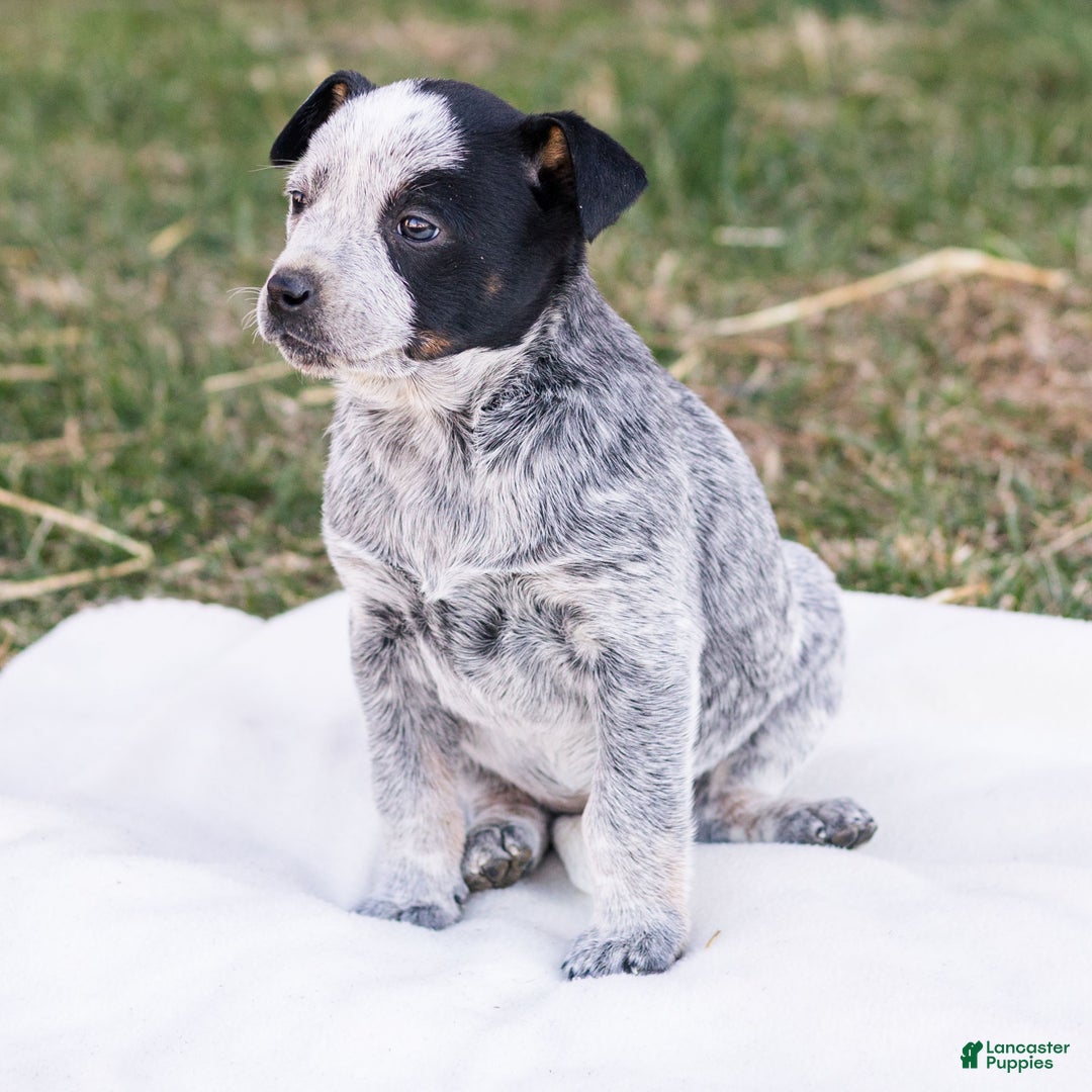 Mixed Breed dogs for sale: Holly  - Ad 2