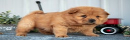 Chow Chow dogs for sale: Casio - Ad 1