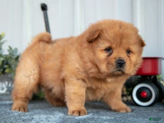 Chow Chow dogs Casio - Ad 4