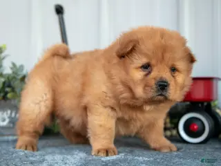 Chow Chow dogs Casio - Ad 5