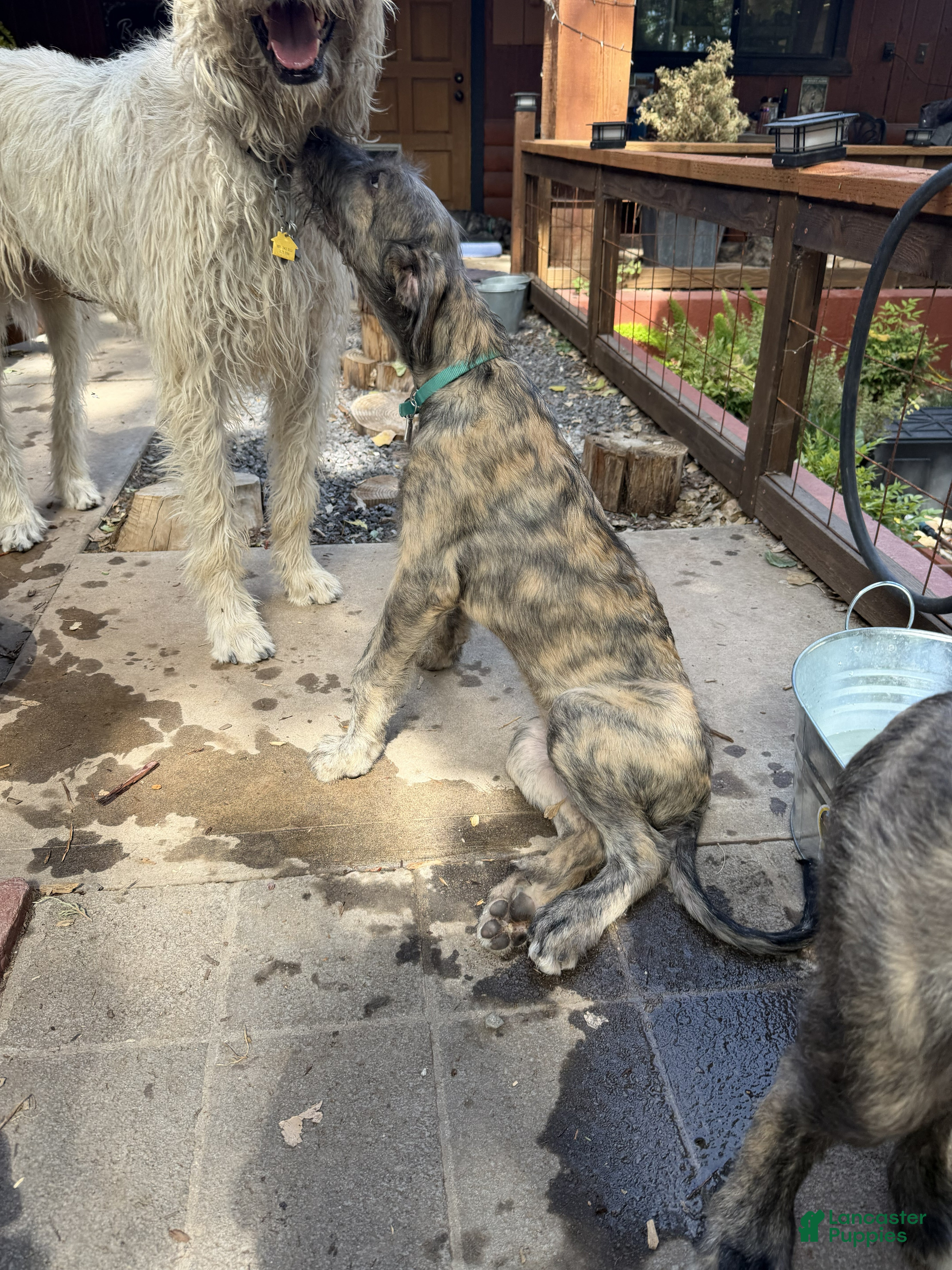 Irish Wolfhound dogs Puppy 7: Giorgia - Ad 2