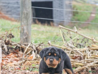 Rottweiler dogs Ember - Ad 7