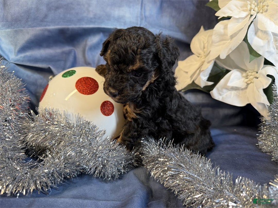Toy Poodle dogs for sale: Toy Poodle Puppy 2 - Ad 2
