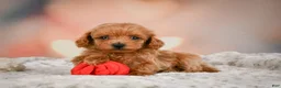 Toy Poodle dogs for sale: Joey - Ad 9